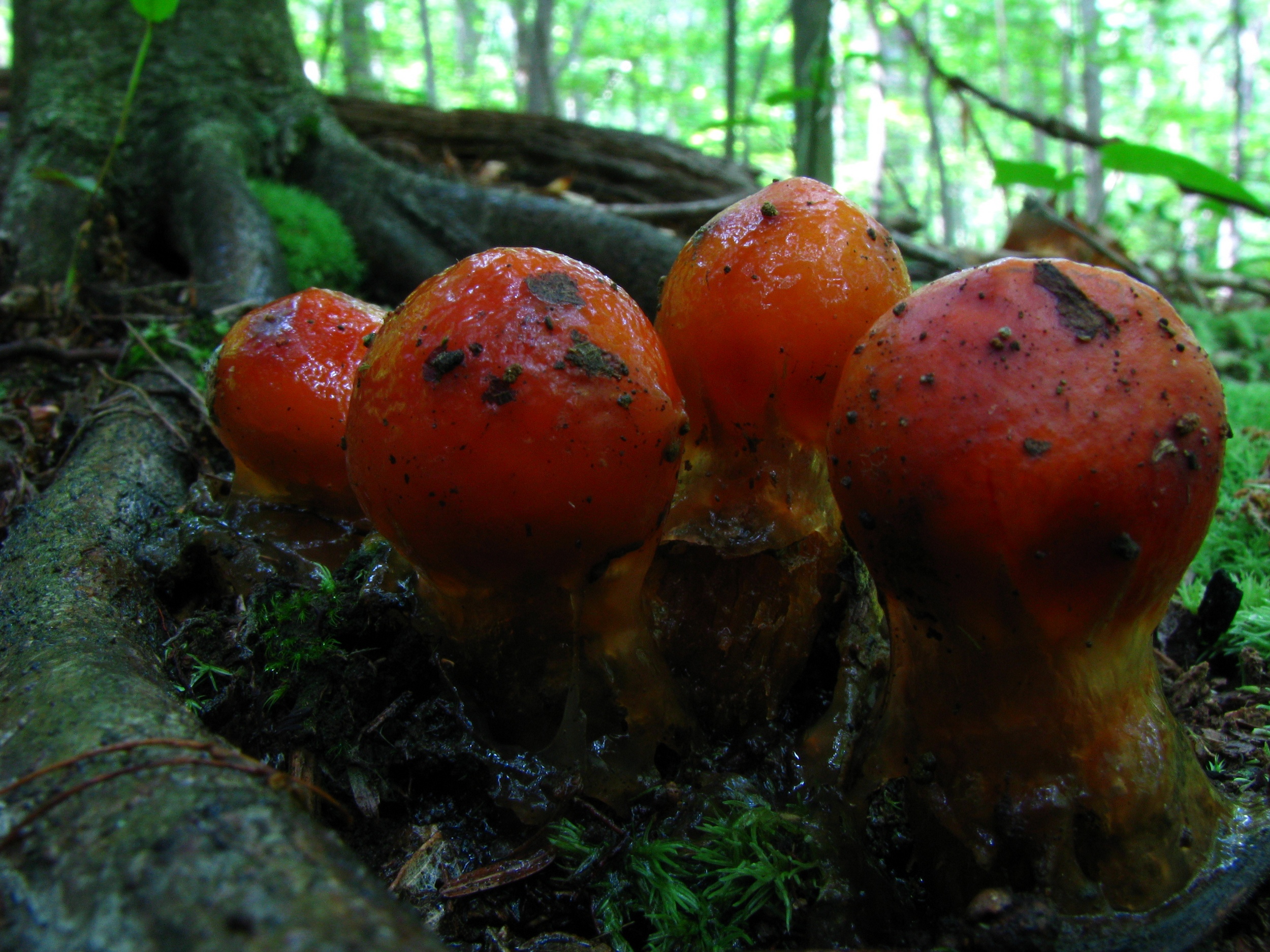 Представитель Семейства Calostomataceae